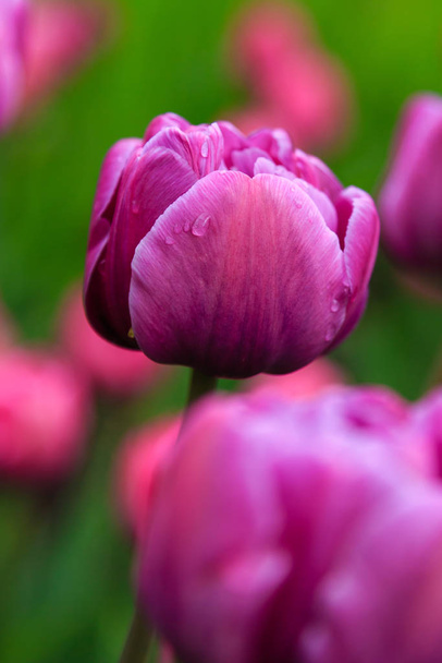 tulipas de diamante azul roxo no canteiro de flores
 - Foto, Imagem