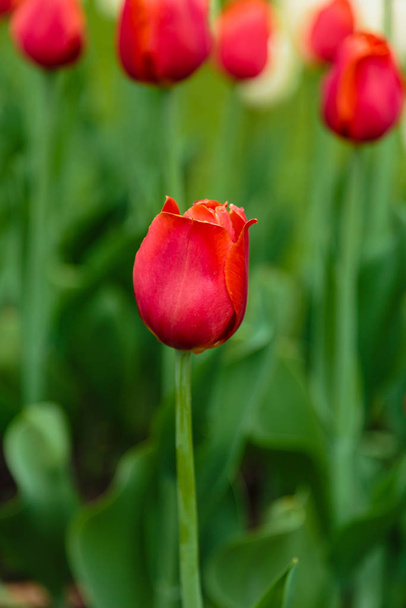Kirkkaan punainen Annie schilder tulppaanit kukkapenkkiin
 - Valokuva, kuva