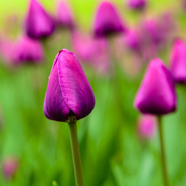 Яскраві негритянські тюльпани на клумбі
 - Фото, зображення