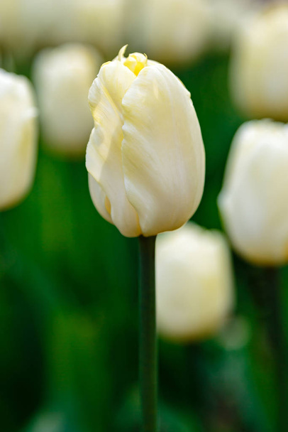 White and beige snow board tulips - Fotoğraf, Görsel