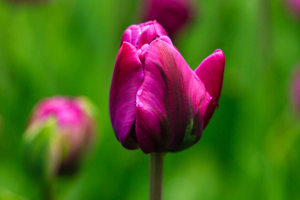 Purple double you tulips on flower bed - Фото, зображення