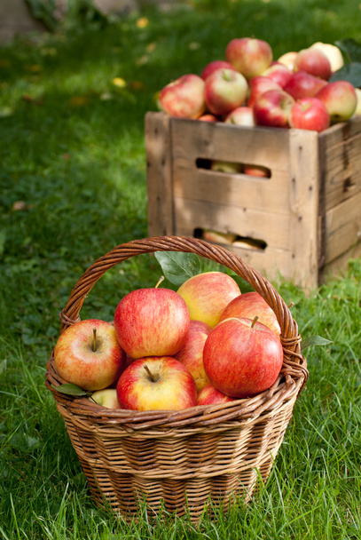 red apples - Foto, Bild