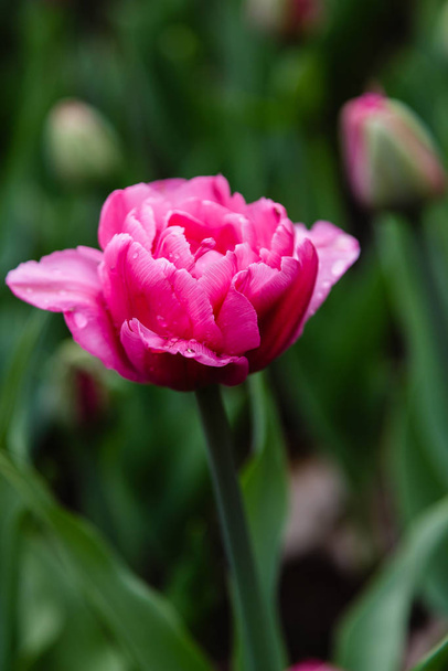 Tulipani Britt rosa su aiuola
 - Foto, immagini