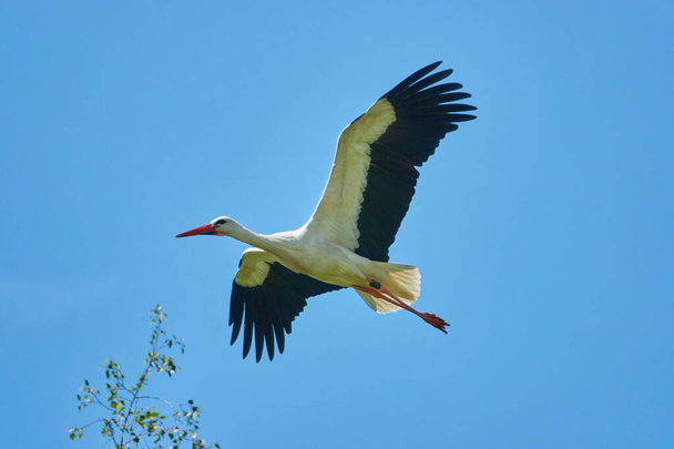 scenic view of stork, selective focus - Фото, изображение