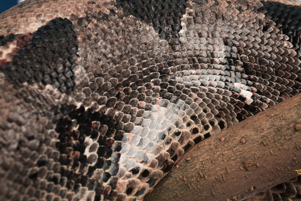Vista de perto do constritor marrom boa. Cobra exótica
 - Foto, Imagem