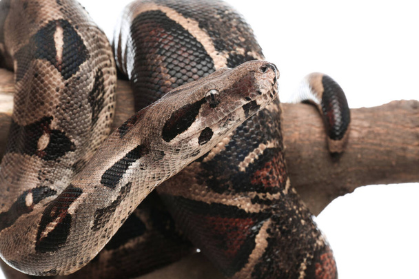 Brown boa constrictor on tree branch against white background, closeup - Foto, Imagem