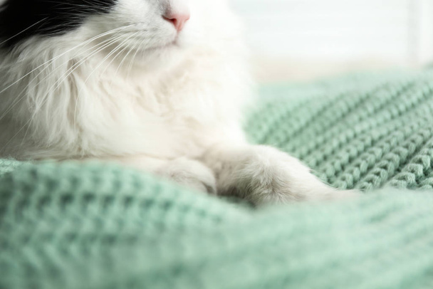 Aranyos macska lazít zöld kötött szövet, közelkép. Szép kisállat. - Fotó, kép