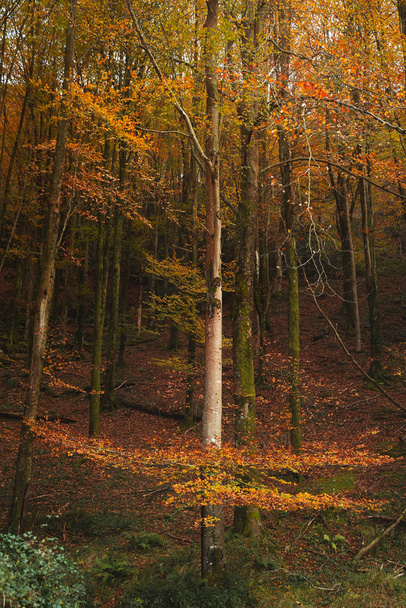 Vibrant autumn colors on a forest in the Basque Country - Photo, image