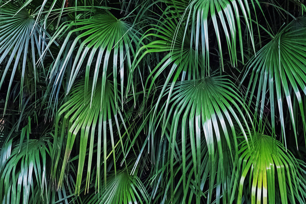 Velké čerstvé zelené listy tropické rostliny. - Fotografie, Obrázek