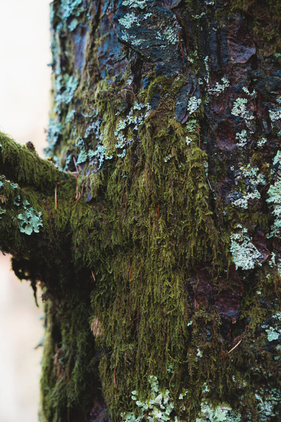Ξύλο δέντρου καλυμμένο με βρύα και μύκητες - Φωτογραφία, εικόνα