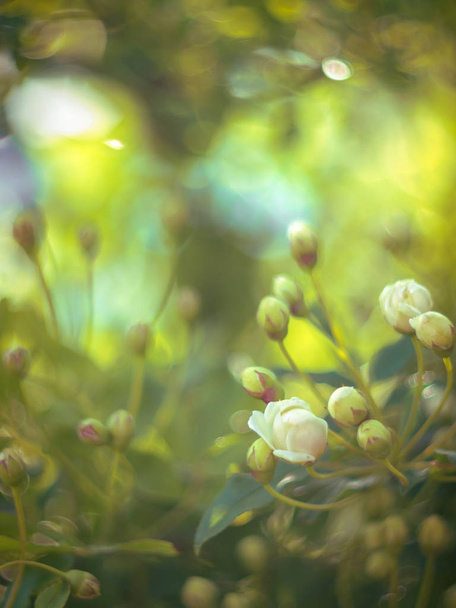 Güneşli bir günde güzel beyaz bir gül çiçeği  - Fotoğraf, Görsel