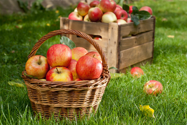 red apples - Foto, imagen