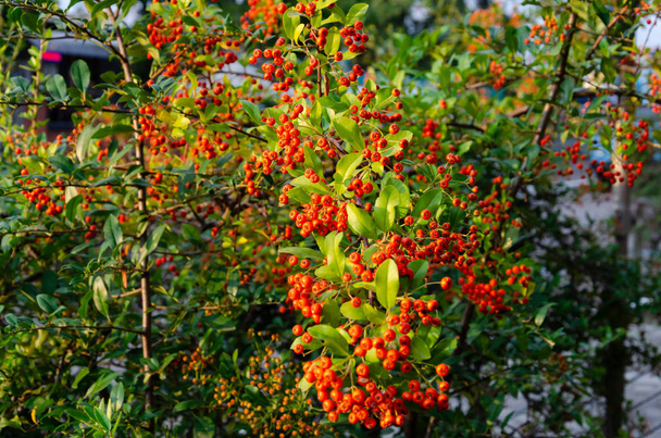 ピラカンサか火のとげ。明るいオレンジ色の果実と狭い葉を持つ常緑のとげの低木。選択的焦点 - 写真・画像