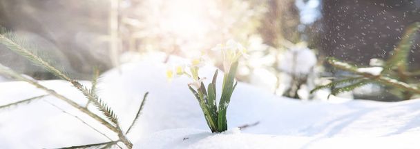 První jarní květina. Sněhová vločka v lese. Jarní slunečný da - Fotografie, Obrázek