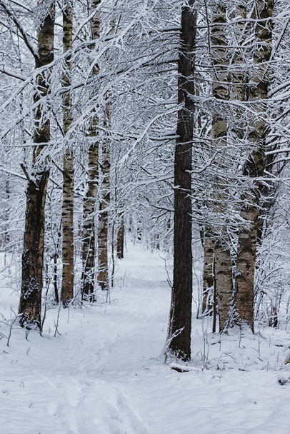 zimowy las pokryty śniegiem - Zdjęcie, obraz