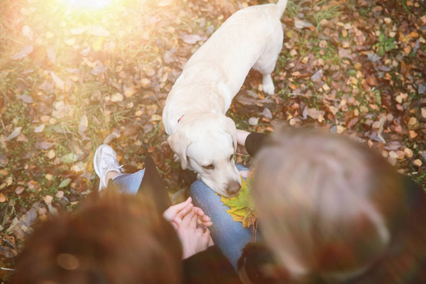 Teini tyttö äiti koira kävellä syksyllä puutarhassa
 - Valokuva, kuva