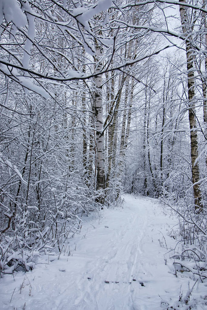 winter forest covered snow - Foto, imagen
