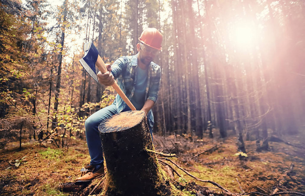 Male worker with an ax chopping a tree in the forest. - Photo, Image