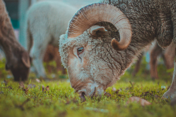 牧草地の近景ビッグホーンの羊は  - 写真・画像