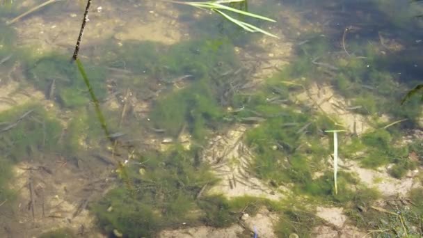 Meerdere kleine jonge vissen zwemmen in de buurt van bos meer kust. Groene algen in het water. Zonnige lentedag. Geen enkele persoon. Een close-up schot. Europa, Oekraïne, Kiev - Video