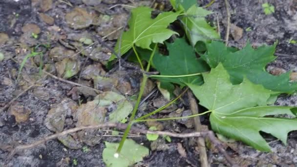 Une seule jeune couleuvre à herbe d'Europe (Natrix natrix) se glissant, fuyant perturbée. L'été. Un tir de pistage. Lumière naturelle. Europe, Ukraine, Kiev
 - Séquence, vidéo