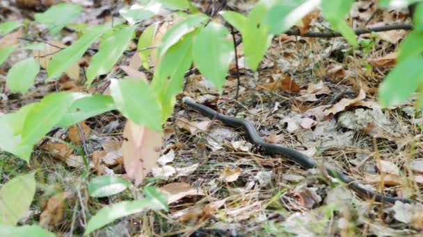 Single European grass snake (Natrix natrix) moving through forest leaves and grass. Fall. - Footage, Video