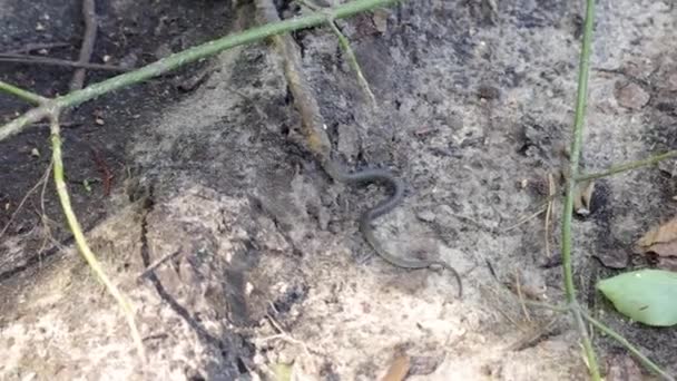 Egyetlen fiatal európai fűkígyó (Natrix natrix) csúszik el, megzavarodva menekül. Nyár. Európa, Ukrajna, Kijev - Felvétel, videó