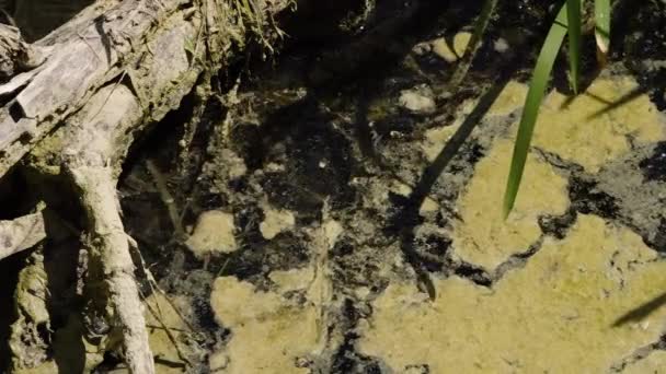 Closeup shot. Forest lake (freshwater) with green algal bloom. Fluid flow. Driftwood. No person. Europe, Ukraine, Kyiv - Footage, Video