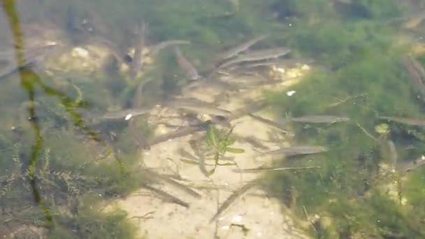 Велика кількість дрібних молодих риб плаває біля берегів лісового озера. Зелені водорості у воді. Сонячний весняний день. Жодної людини. Пристебнутий постріл. Європа, Україна, Київ - Кадри, відео