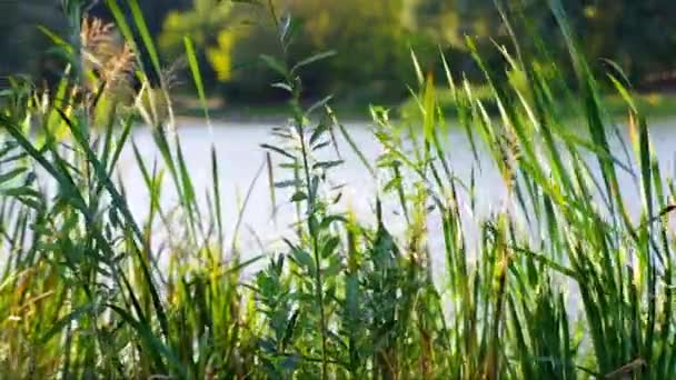 idyllische Waldsee-Szenerie, Wellen auf dem Wasser, Schilf (phragmites australis) winkt im Wind. sonniger Sommertag. keine Person - Filmmaterial, Video