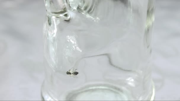 Fly stuck in alcohol residue inside a bottle. It is moving its legs helplessly in a vain attempt to free its body and wings from a sticky liquid of alcohol left on the walls of a bottle. Closeup shot. - Footage, Video