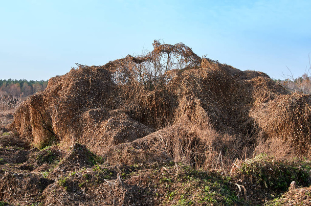 ブラシウッド、小さな木を完全に覆う乾燥したエキノシスティスロバタの大きなヒープ - 写真・画像