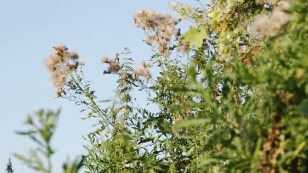 ゾクゾクとしたアザミ(カナダのアザミ、トウモロコシのアザミ、呪われたアザミ)の閉鎖夏の終わり、初秋に彼らの自然の生息地で羽を広げ花を咲かせます - 映像、動画
