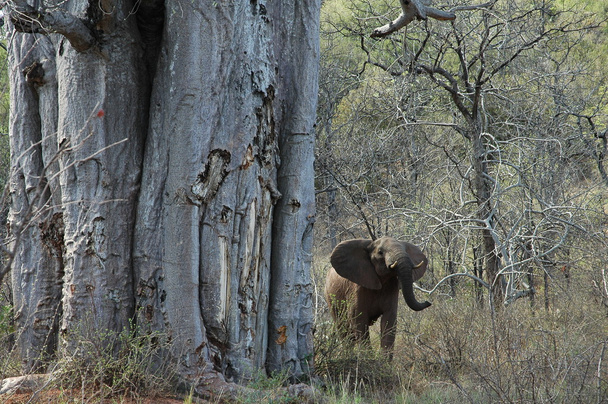 Baobab és irritált elefánt - Fotó, kép