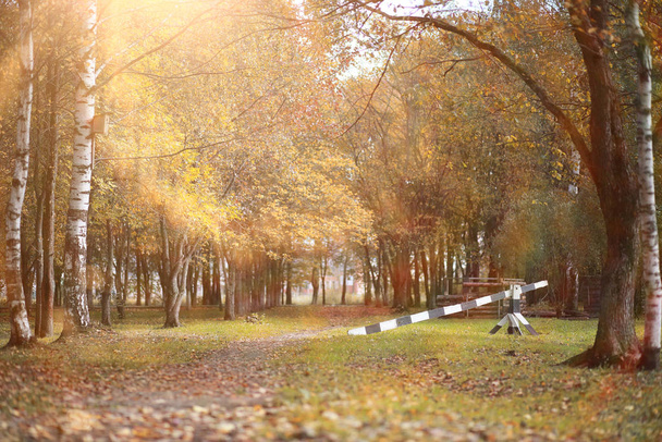 Podzimní pozadí v parku - Fotografie, Obrázek