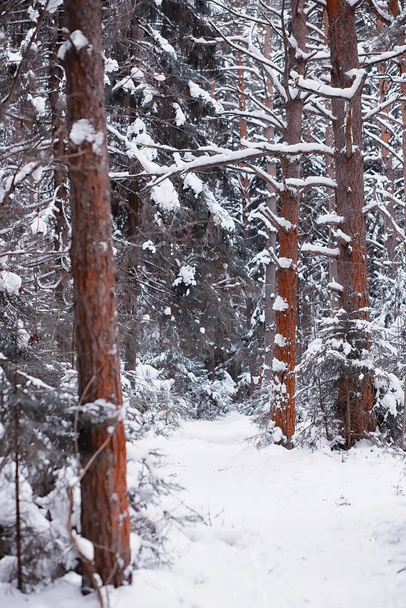 Talvinen metsämaisema. Pitkiä puita lumipeitteen alla. Tammikuu
 - Valokuva, kuva
