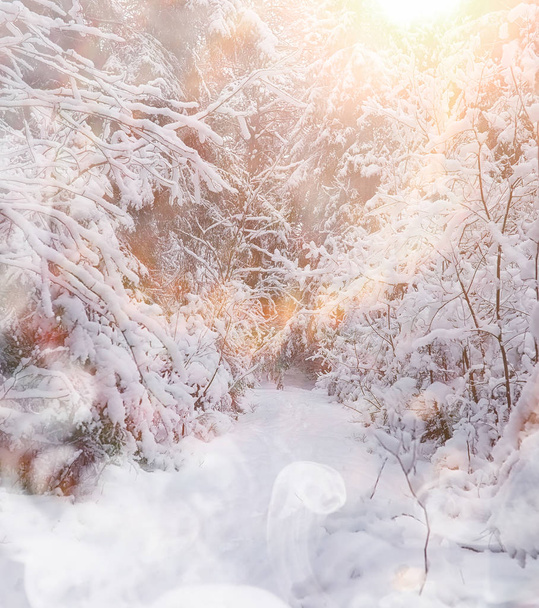 Winter landscape. Forest under the snow. Winter in the park. - Foto, Bild