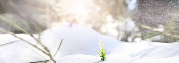 Ensimmäinen kevätkukka. Lumisade metsässä. Kevät aurinkoinen da
 - Valokuva, kuva