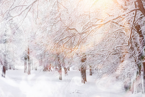 Paysage hivernal. Forêt sous la neige. L'hiver dans le parc
. - Photo, image