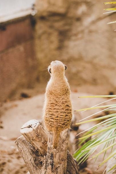 Meerkat en las patas traseras. Retrato de suricata de pie sobre patas traseras con expresión de alerta. Retrato de una divertida suricata sentada en sus patas traseras sobre un cáñamo de madera cerca de una palmera
 - Foto, imagen