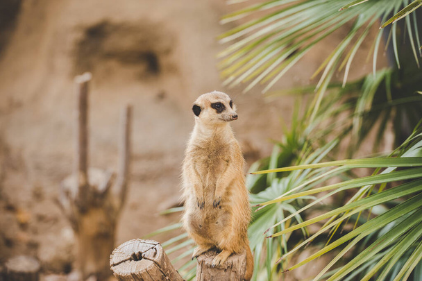 Meerkat em pernas traseiras. Retrato de meerkat em pé sobre as patas traseiras com expressão alerta. Retrato de um meerkat engraçado sentado em suas pernas traseiras em um cânhamo de madeira perto de uma palmeira
 - Foto, Imagem