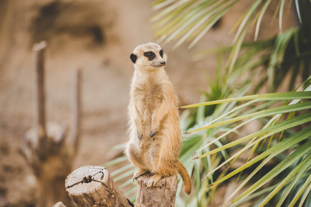 Meerkat on hind legs. Portrait of meerkat standing on hind legs with alert expression. Portrait of a funny meerkat sitting on its hind legs on a wooden hemp near a palm tree - Photo, Image