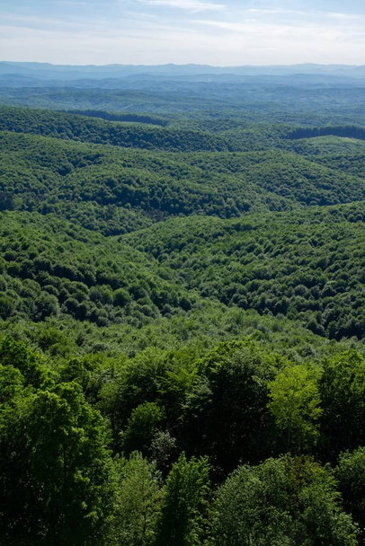 Tiro vertical del bosque verde en las colinas de Kordun en Croacia
 - Foto, Imagen