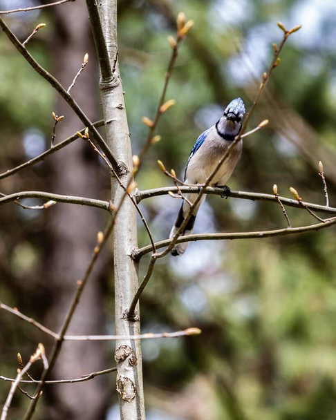 Vertical selective focus shot of a cute blue jay bird sitting on a branch with blurred background - Foto, Imagen