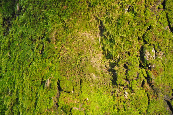 texture di muschio su una corteccia i un albero - Photo, Image