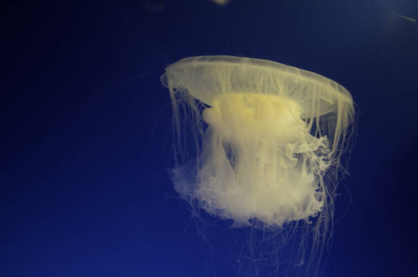 A closeup of a white jellyfish in the water under the light - a cool picture for backgrounds - 写真・画像