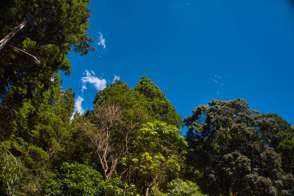 Trees and blue sky - Фото, изображение