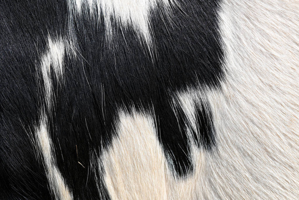 Un frammento di una pelle di una vacca vicino su una fotografia di sfondo
. - Foto, immagini