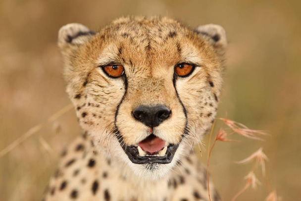A selective focus shot of a beautiful African leopard on the grass covered fields - Photo, image