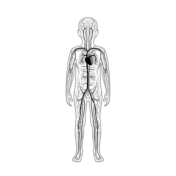 Anatomia del sistema circolatorio
 - Vettoriali, immagini